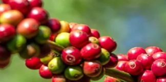 Giá nông sản hôm nay 13/5: Hồ tiêu khan hàng đẩy giá cao, cà phê duy trì ổn định, gạo bật tăng trở lại