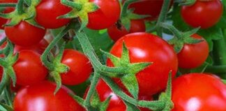 Giá nông sản hôm nay 14/5: Dừa xiêm Bến Tre hút hàng, cà chua được giá, sầu riêng giảm