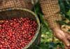 Nhiều yếu tố thúc đẩy xuất khẩu cà phê tăng: Xuất khẩu cà phê "cầm chắc" 5 tỷ USD?