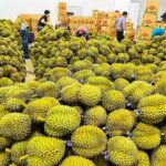 Xuất khẩu rau quả "vào đà": Để sầu riêng Việt Nam ngày càng đi xa hơn