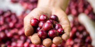 ‘Thế giới cần cà phê robusta Việt Nam, biến động giá là bình thường’