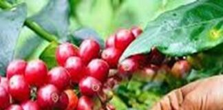 Giá nông sản 18/6: Giá cà phê tăng trở lại, cao su giảm mạnh