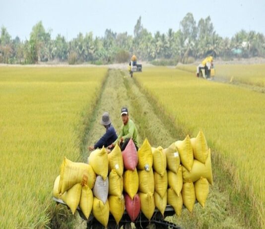 Giá nông sản 24/6: Gạo tăng nhẹ, cà phê giảm, hồ tiêu duy trì ổn định