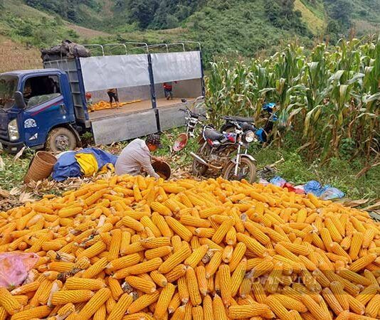 Giá nông sản hôm nay 15/6: Giá hồ tiêu, cà phê, cao su quay đầu giảm 