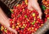 Giá nông sản ngày 4/6: Cà phê quay đầu tăng mạnh, cao su xuất khẩu neo cao