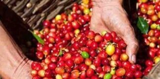 Giá nông sản ngày 4/6: Cà phê quay đầu tăng mạnh, cao su xuất khẩu neo cao