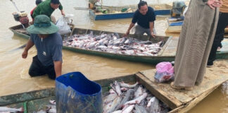 Hàng chục tấn cá chết bất thường trong lòng hồ thủy điện Ia Ly