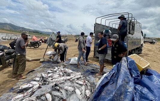 Hơn 25 tấn cá lăng chết bất thường ở hồ thủy điện Ya Ly