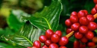 Giá nông sản 5/7: Cà phê Robusta tăng mạnh, lúa gạo đi ngang