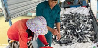 Thủy điện Ya Ly không thống nhất hỗ trợ 2,9 tỉ đồng cho các hộ dân nuôi cá bị chết