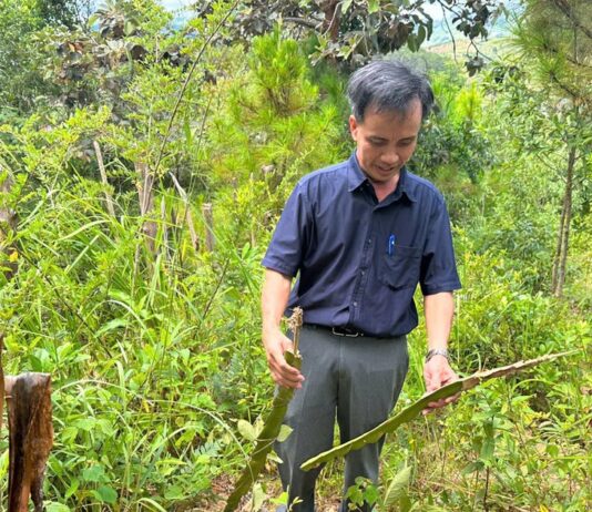 Vụ đốt đuốc trồng cây trong đêm... chờ đền bù: Người dân đã tự nguyện phá bỏ